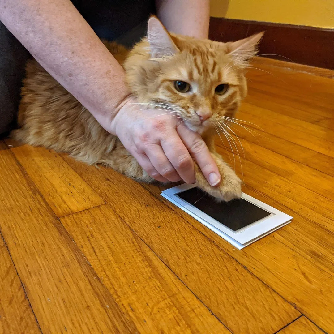 Tampone di inchiostro touch pulito con stampa di zampe, ricordo del proprietario di animali domestici per cani o gatti, kit per la creazione di impronte di naso e impronte di zampa senza inchiostro fai-da-te