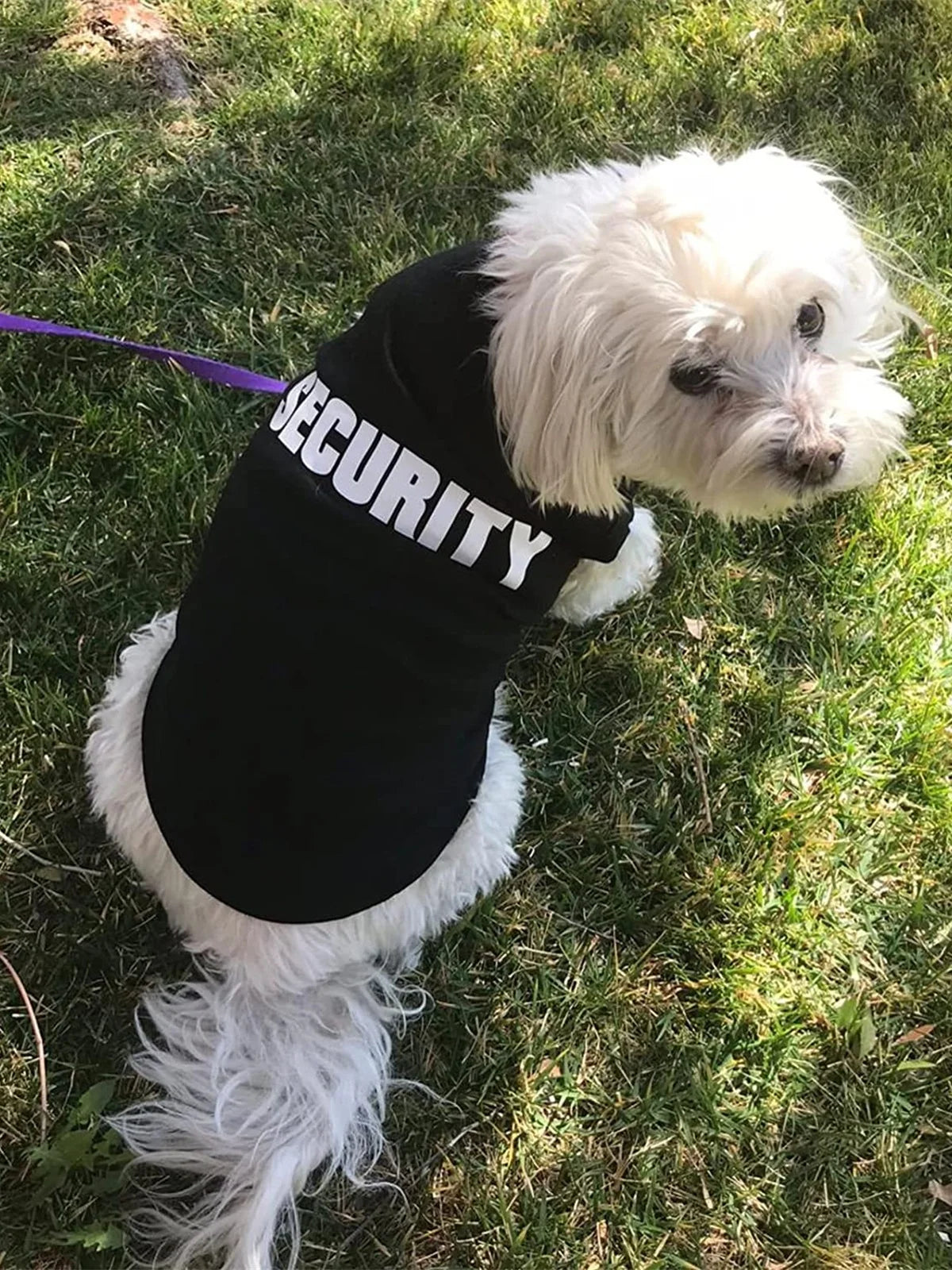 Abbigliamento di sicurezza per cani Vestiti estivi per animali domestici Gilet per cani di piccola taglia Chihuahua Yorkshire Cuccioli Gatti T-shirt per animali domestici a basso prezzo
