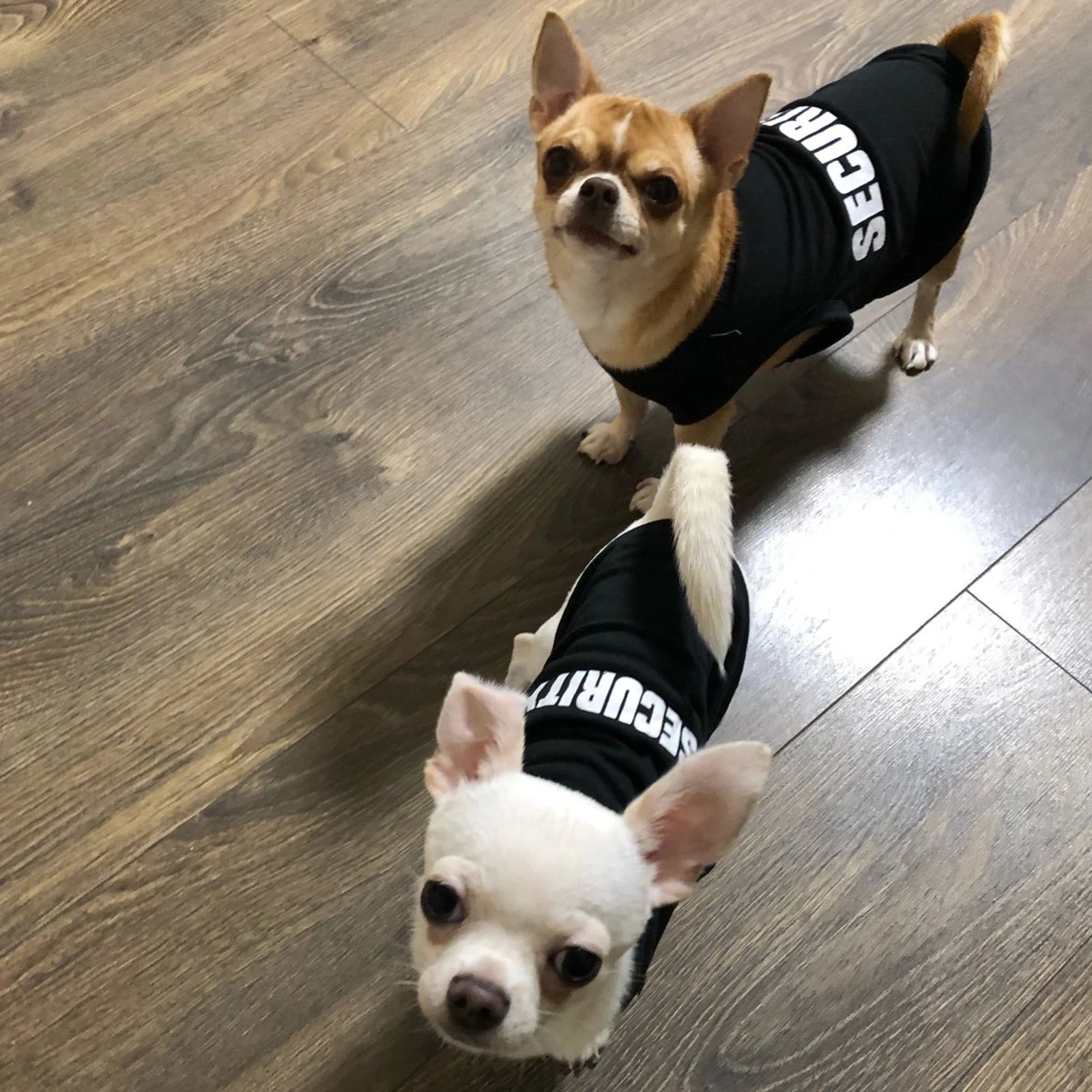 Abbigliamento di sicurezza per cani Vestiti estivi per animali domestici Gilet per cani di piccola taglia Chihuahua Yorkshire Cuccioli Gatti T-shirt per animali domestici a basso prezzo